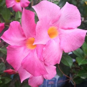 Meet your Posher, Jasmine